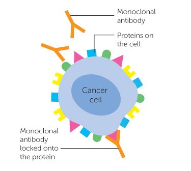 monoclonal antibodies cancer antibody immunotherapy cells treatment types synthetic mimics used target different naked disease wiki some mesothelioma conjugated